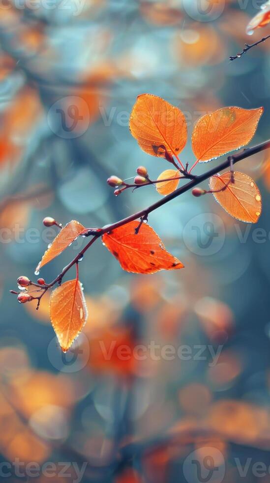 A branch of autumn leaves glistens with dewdrops after a gentle rain photo