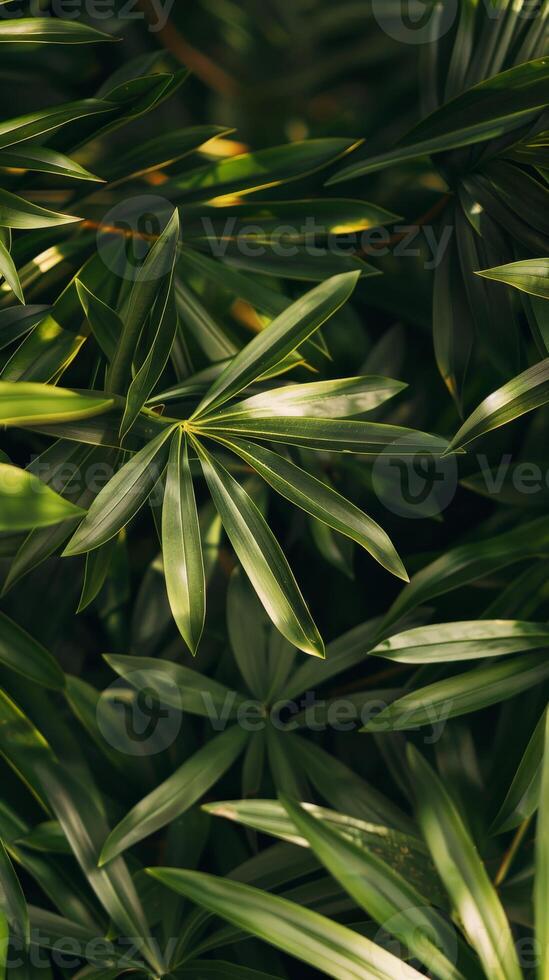 Sunlit leaves create a captivating pattern photo