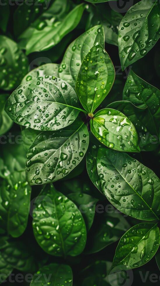 Lush, green leaves covered in raindrops, glowing in the sunlight photo