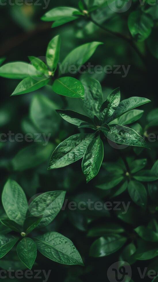 Close-up of vibrant, green leaves glistening with raindrops photo