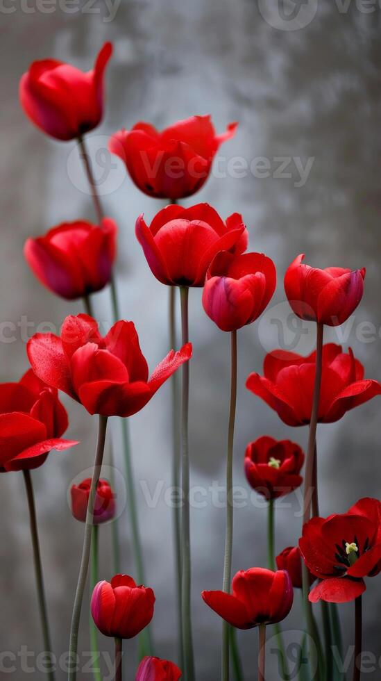 Red tulips in full bloom against a muted gray background photo