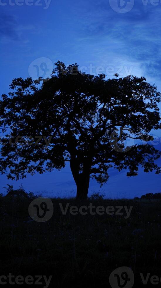 A single tree stands tall, its silhouette stark against the fading blue sky photo