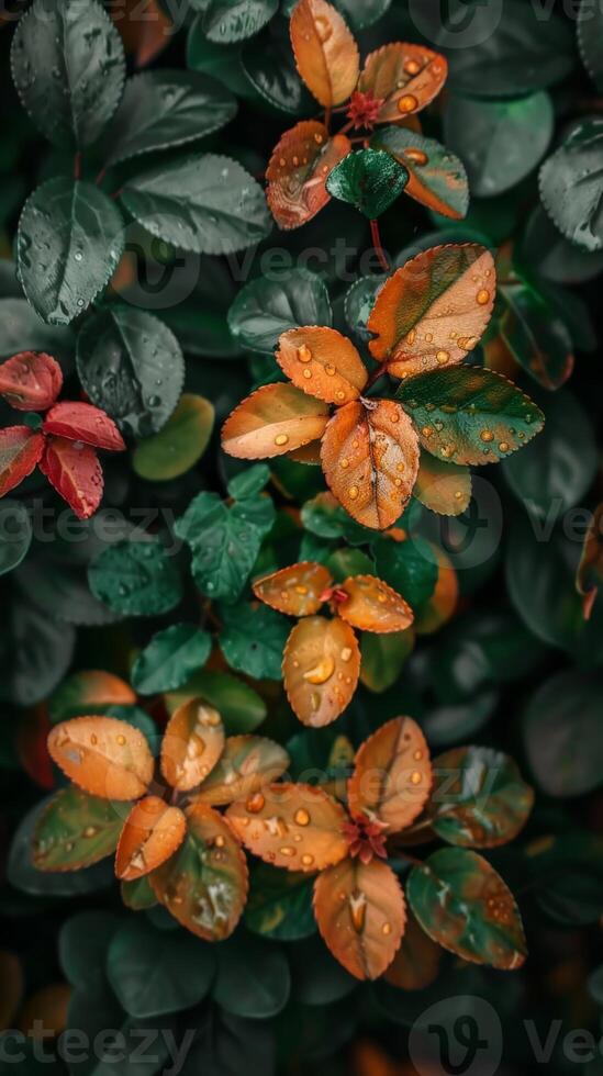 Orange leaves with water droplets on a green bush photo