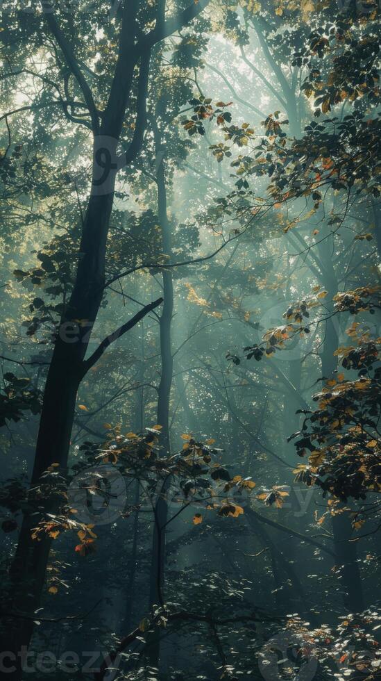 Sunlight streams through a dense forest canopy, creating a mystical atmosphere photo