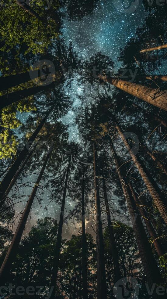 A view of the starry sky through towering trees photo