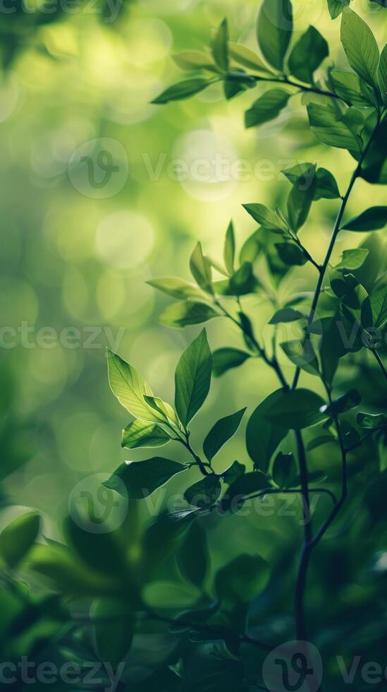 Close-up of leaves in a forest with a soft, green background photo