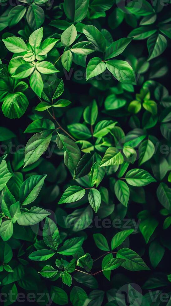 Dense foliage creates a calming green backdrop photo