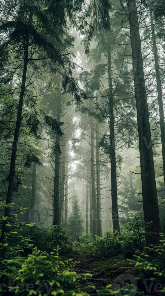 A misty path winds through a dense forest of tall trees photo