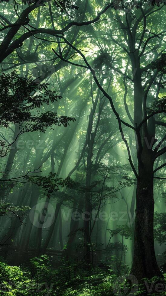Sunbeams piercing through a dense forest canopy photo