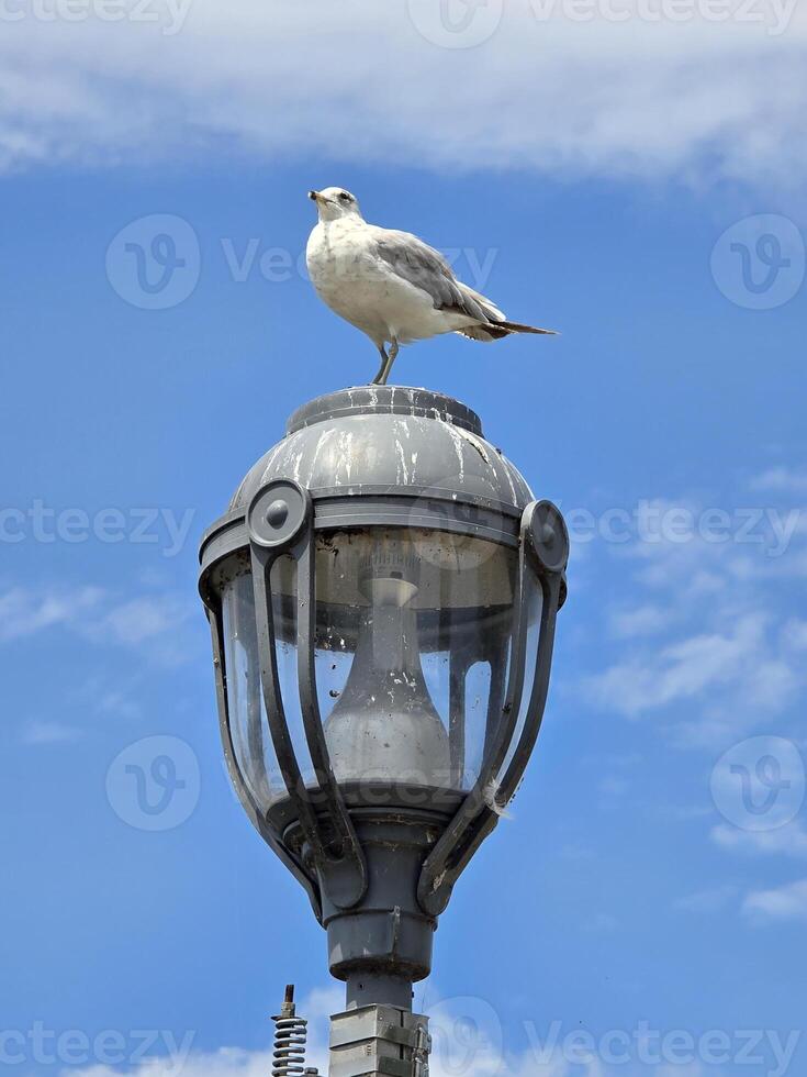 a seagull perched on top of a street light photo
