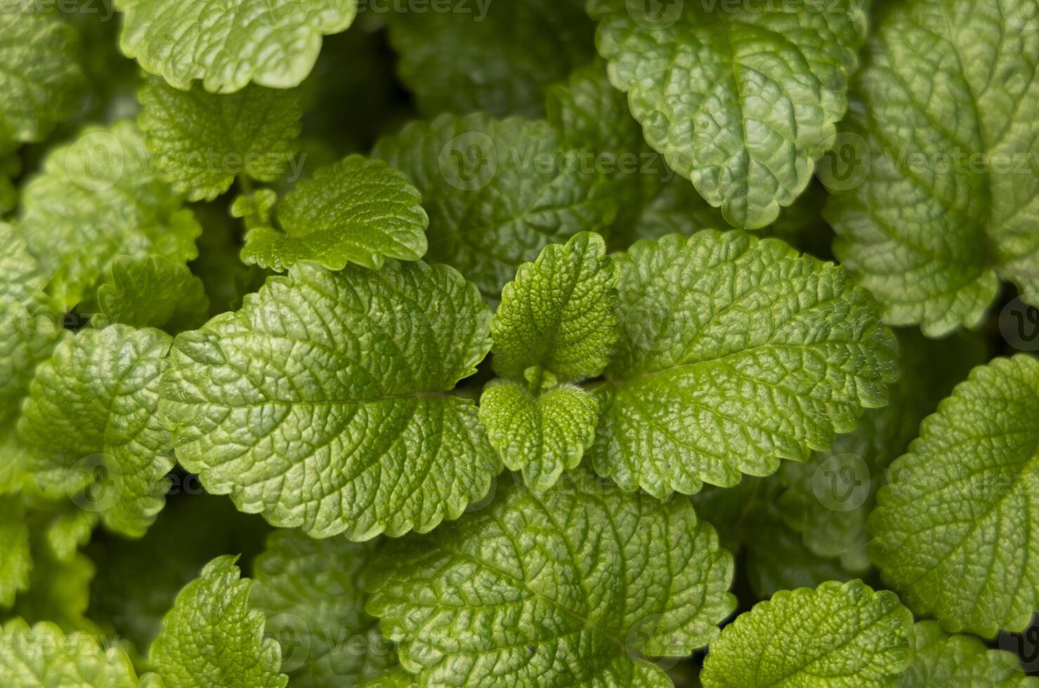 Peppermint leaf texture close up, pattern of green mint leaves, top view. Freshness organic background. photo