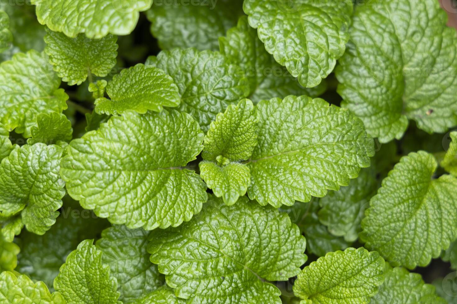 Peppermint leaf texture close up, pattern of green mint leaves, top view. Freshness organic background. photo