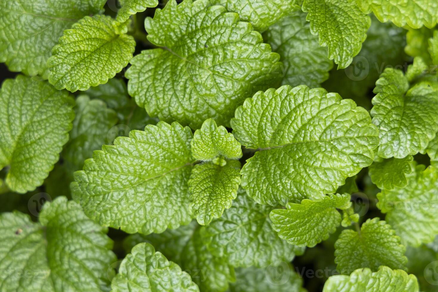 Peppermint leaf texture close up, pattern of green mint leaves, top view. Freshness organic background. photo