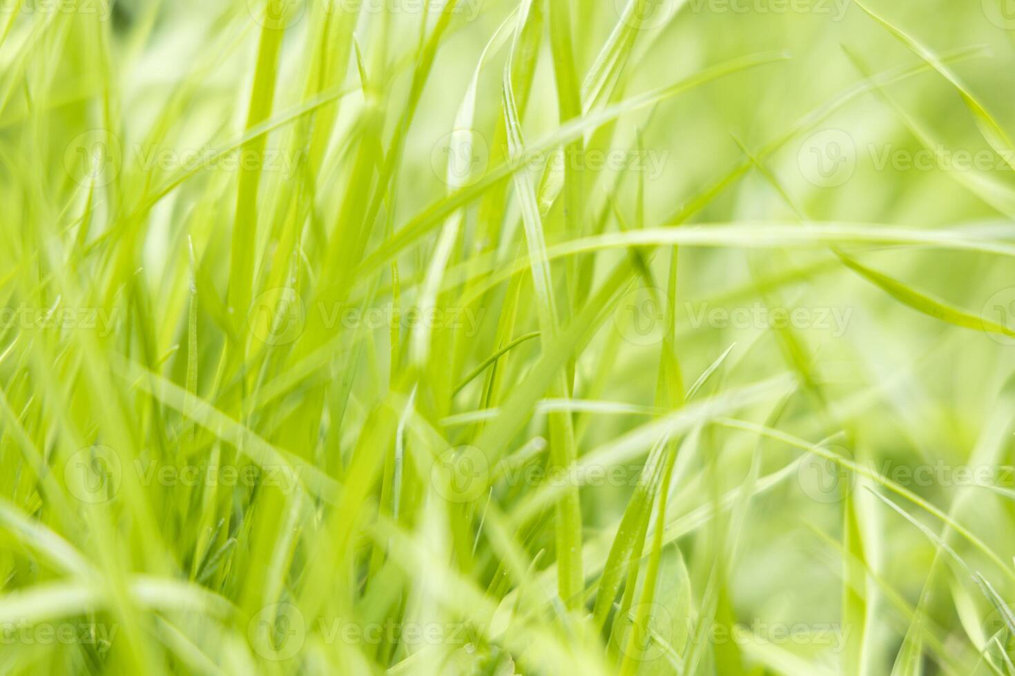 Light green grass texture. A field of tall fresh grass photo