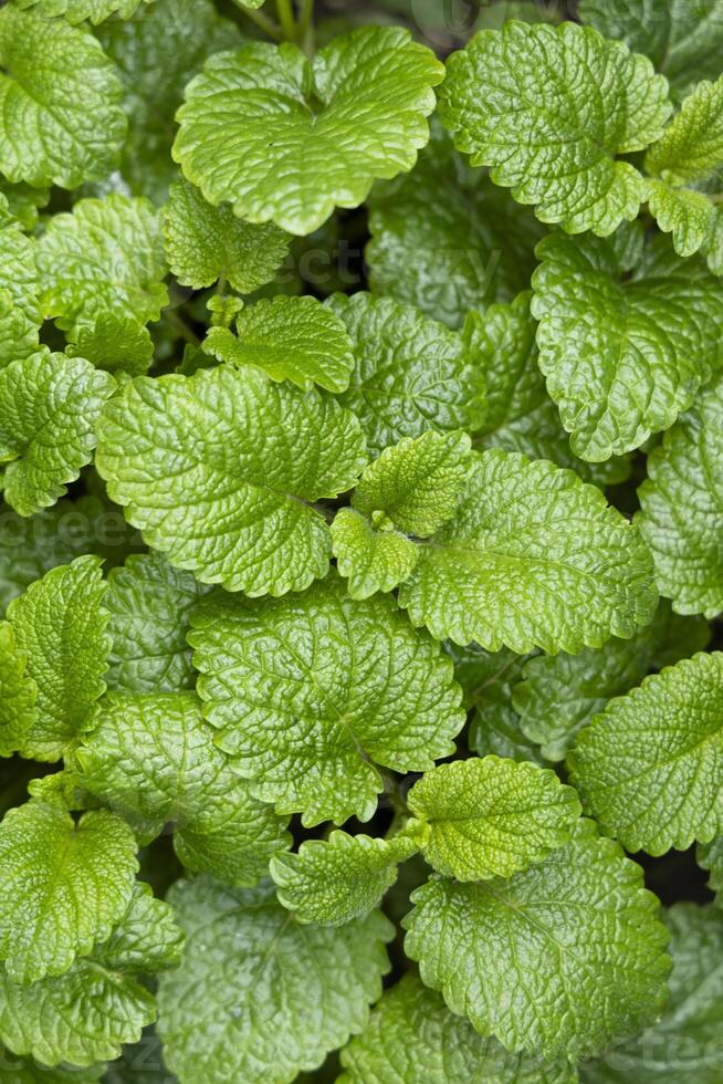 Peppermint leaf texture close up, pattern of green mint leaves, top view. Freshness organic background vertical photo