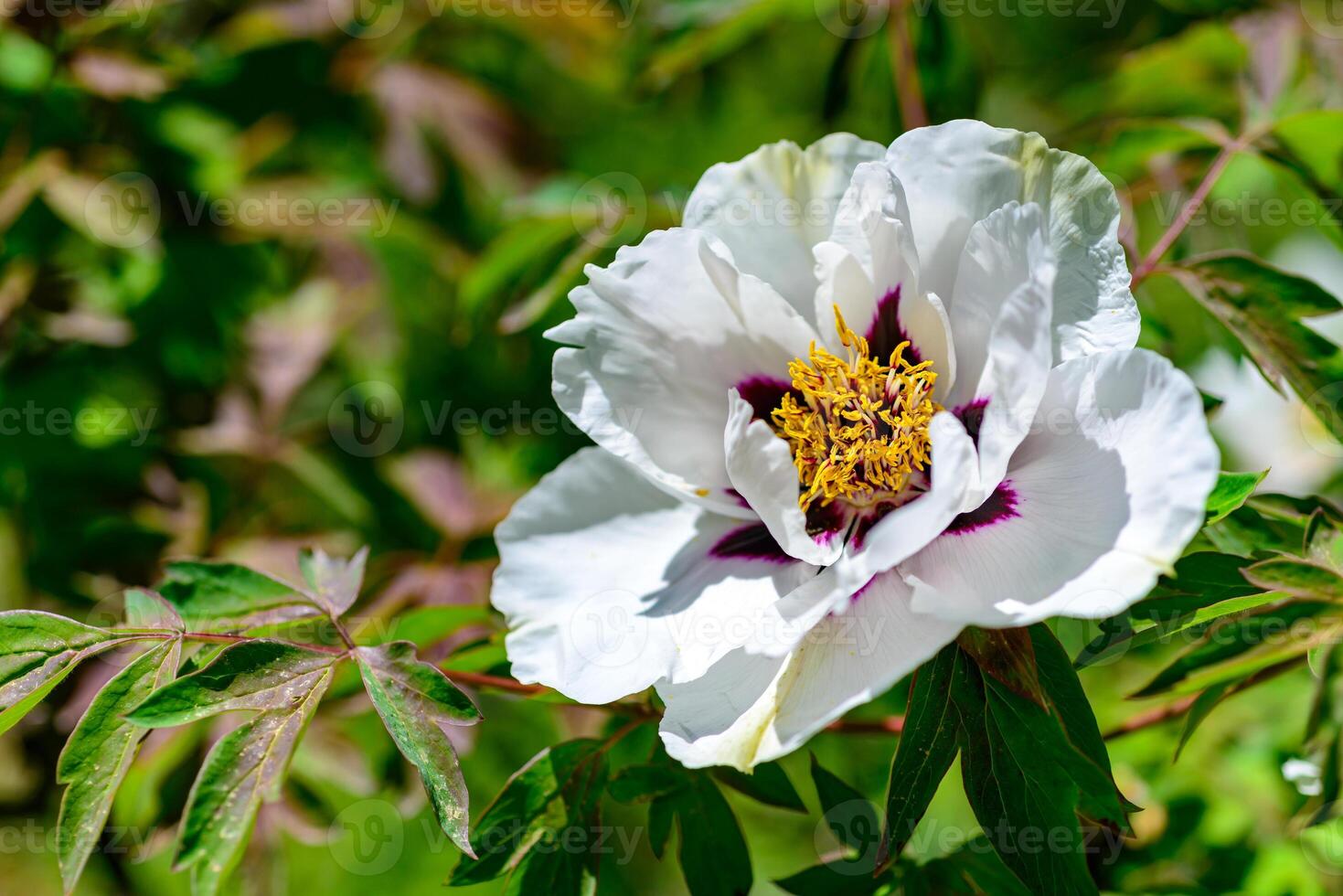 Close-up of tree peonies flowers in a garden in Odessa photo