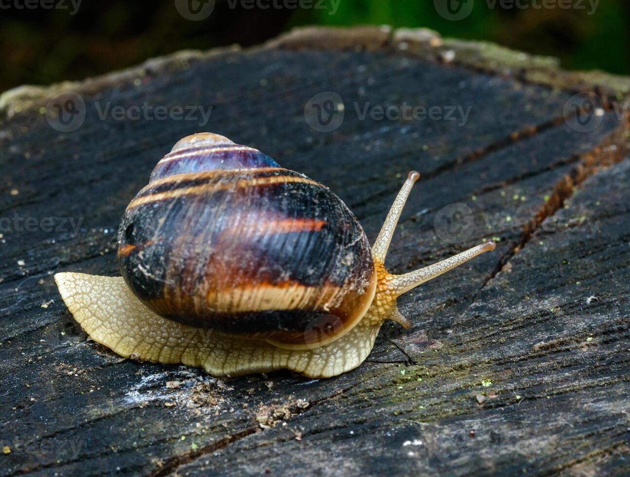 Helix albescens - Snail crawling in search of food in the garden photo