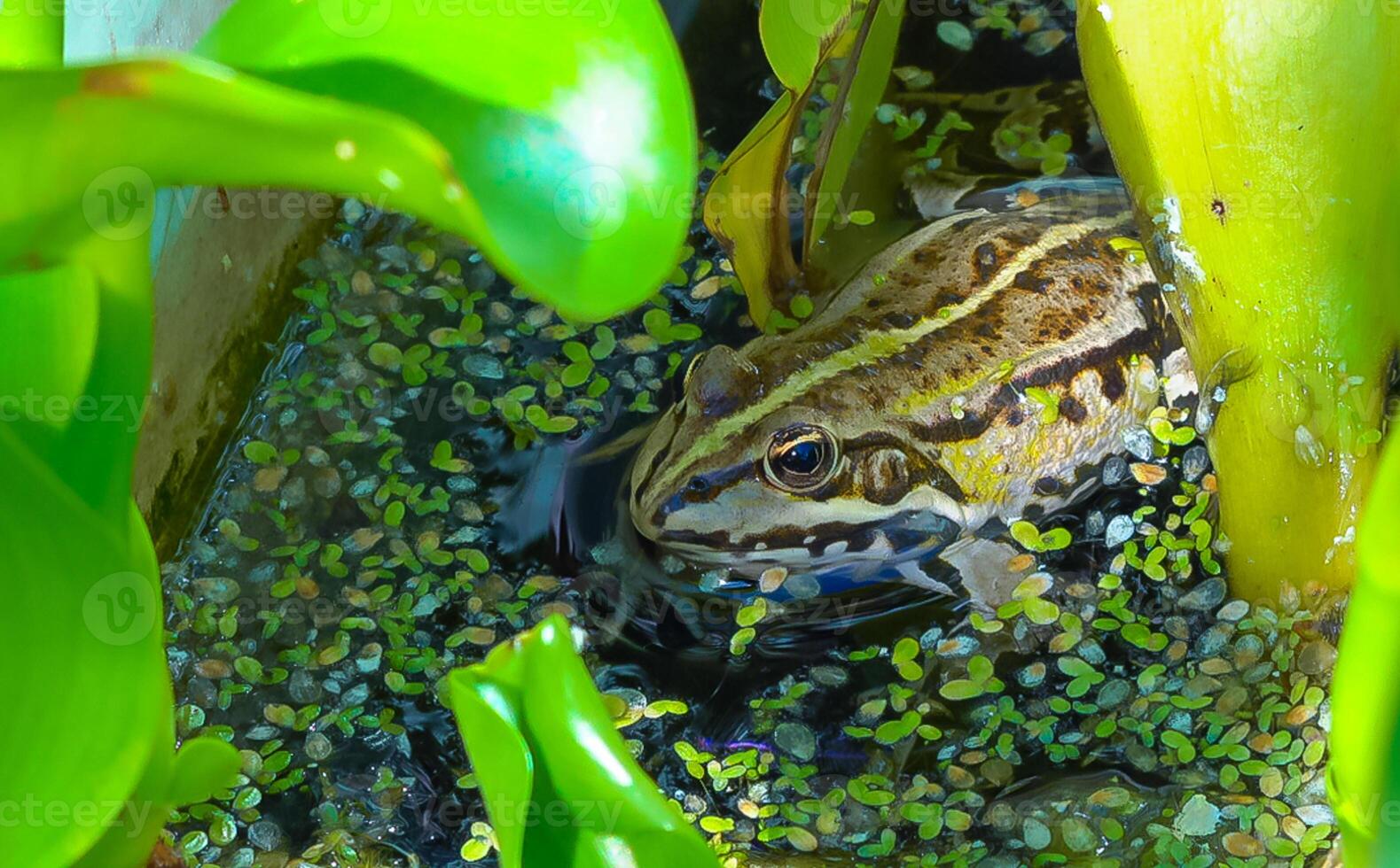 The head of a lake frog Pelophylax ridibundus in the water among floating duckweed photo