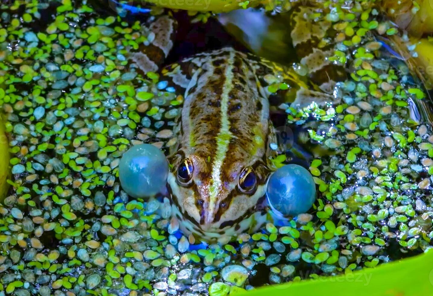 Pelophylax ridibundus - a frog sings, inflating air sacs in a lake among aquatic vegetation photo