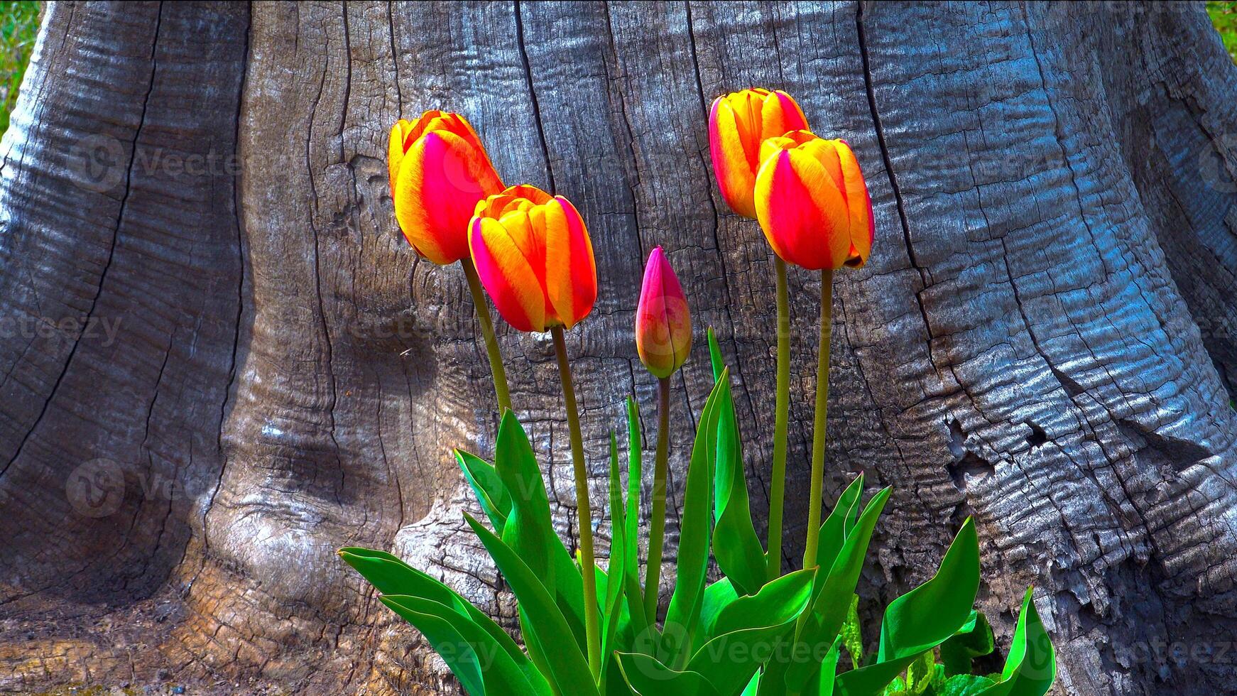 Tulips and other colorful flowers bloom in spring in the botanical garden photo