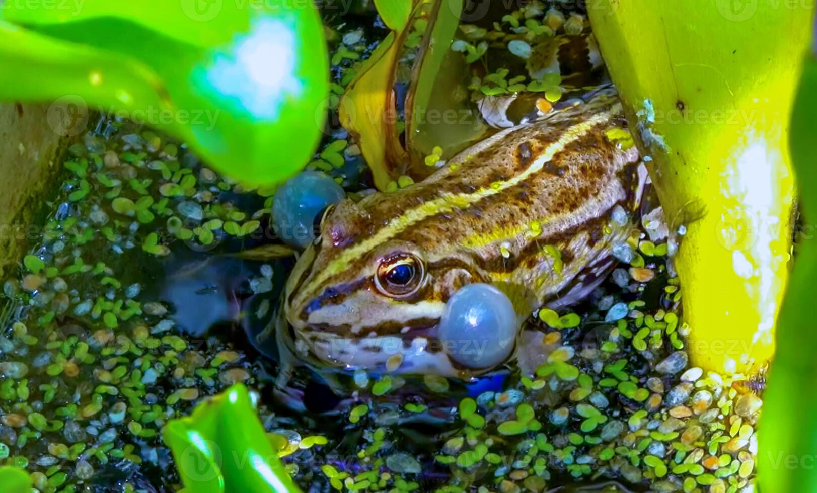Pelophylax ridibundus - a frog sings, inflating air sacs in a lake among aquatic vegetation photo