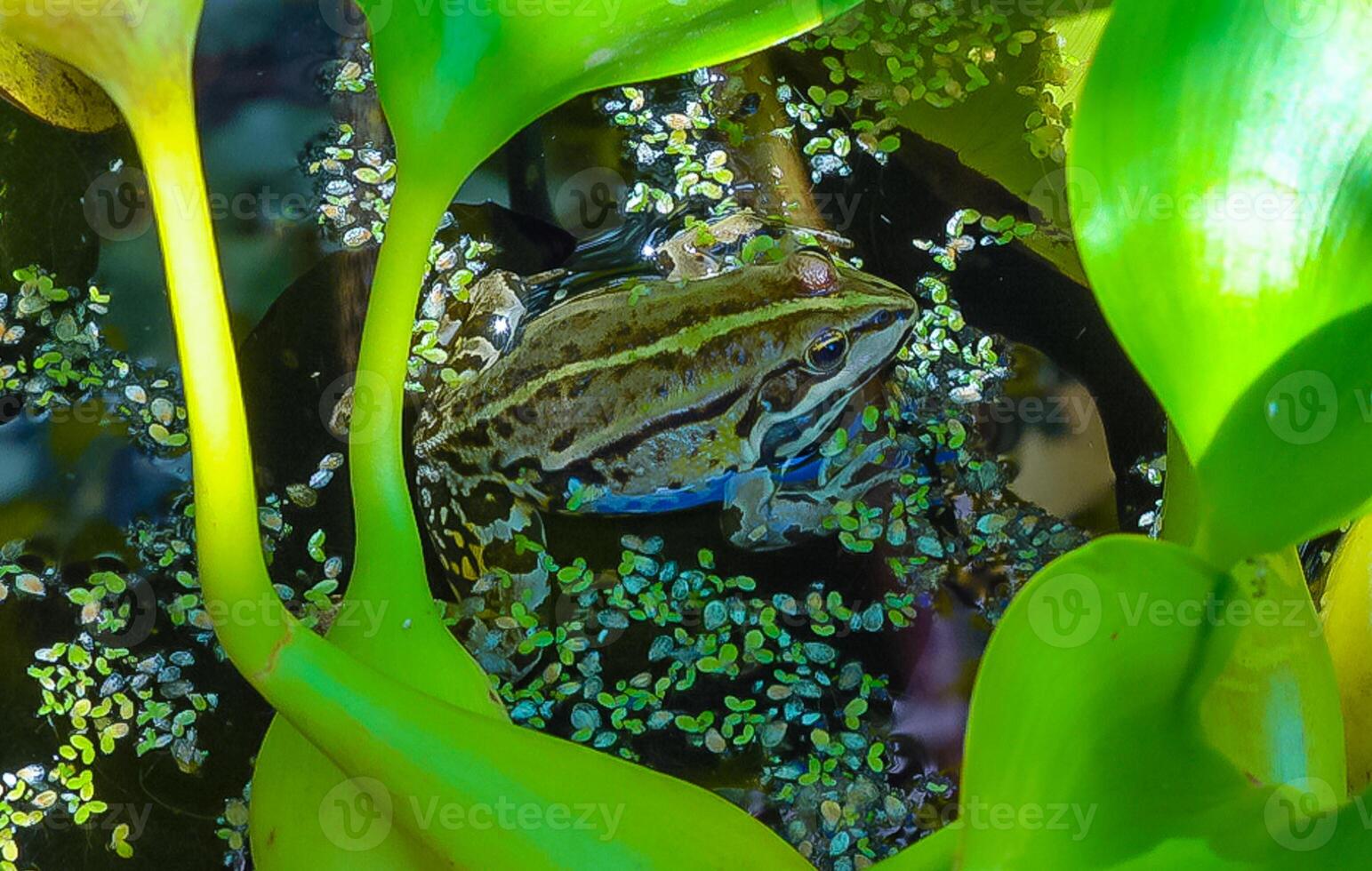 The head of a lake frog Pelophylax ridibundus in the water among floating duckweed photo