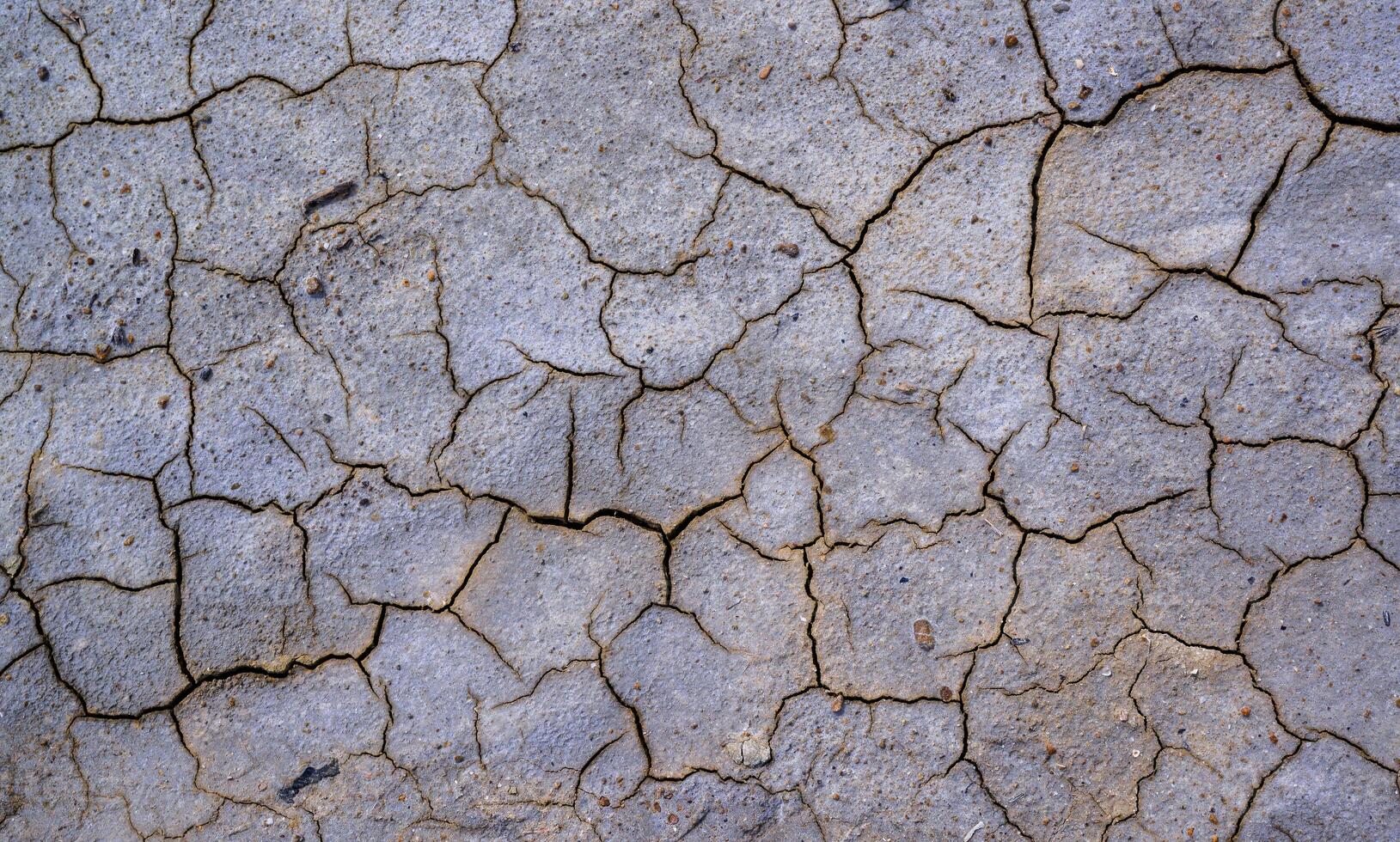 Dry cracked green with traces of white salt on the shore of a natural reservoir, Ukraine. photo