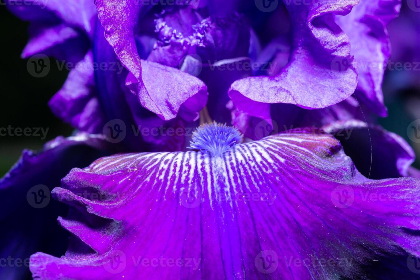 Close-up, inside of a garden iris flower with stamens and pistil, botanical garden, Odessa photo