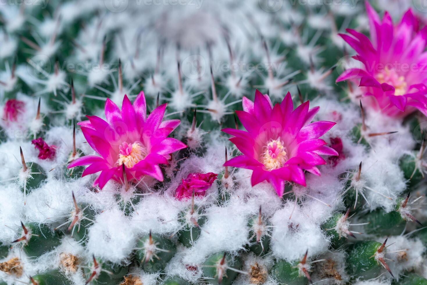 Mammillaria cactus blooming with pink flowers, botanical garden in Odessa photo