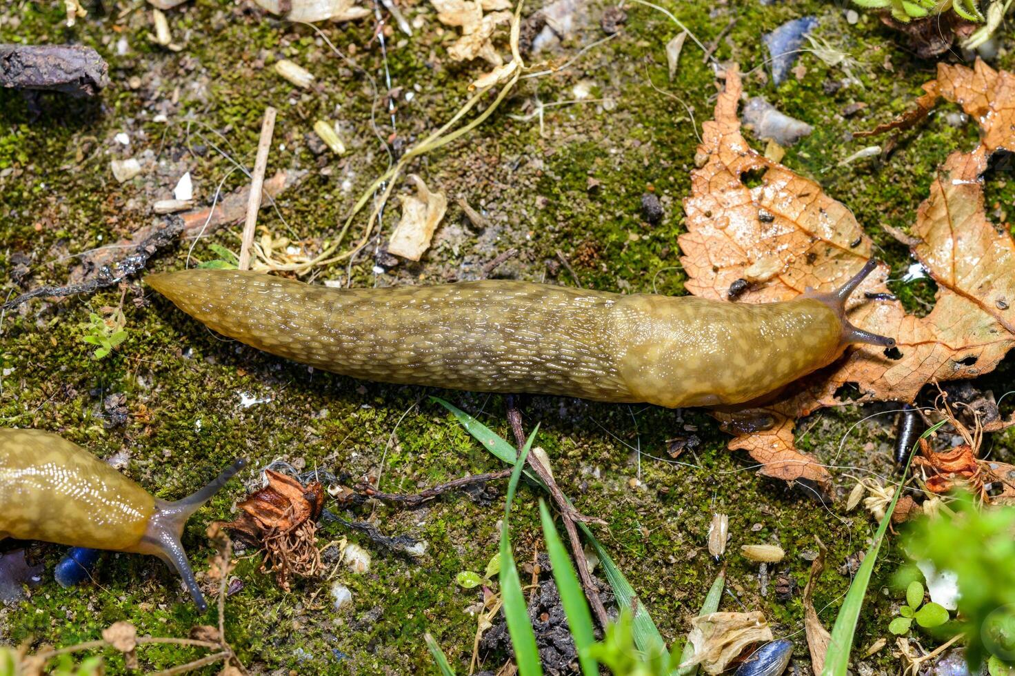 Limacus flavus - crawling yellow slug in the garden photo