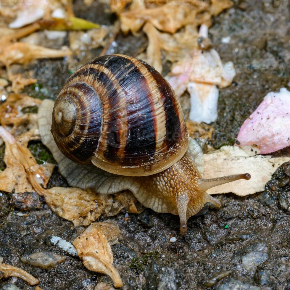Helix albescens - Snail crawling in search of food in the garden photo