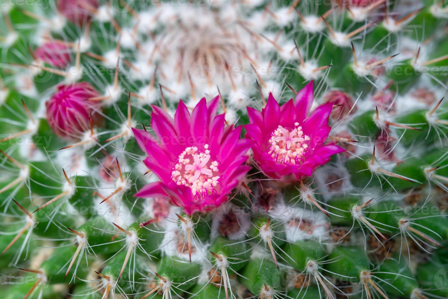 Mammillaria cactus blooming with pink flowers, botanical garden in Odessa photo