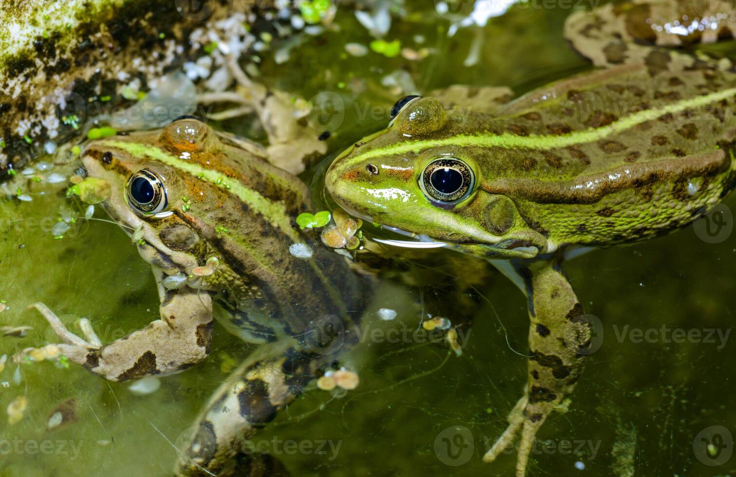 The marsh frog Pelophylax ridibundus, frog in water photo