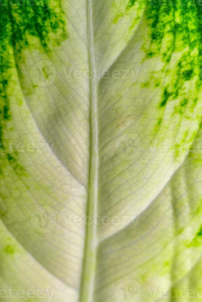 Dumb cane or leopard lily Dieffenbachia sp. - Close-up of a plant leaf from the collection of a botanical garden photo