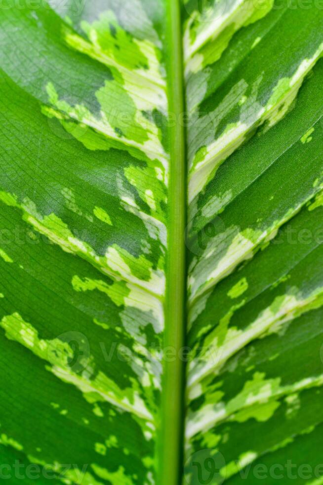 Dumb cane or leopard lily Dieffenbachia sp. - Close-up of a plant leaf from the collection of a botanical garden photo