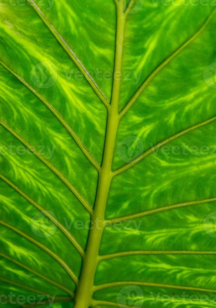 Dumb cane or leopard lily Dieffenbachia sp. - Close-up of a plant leaf from the collection of a botanical garden photo
