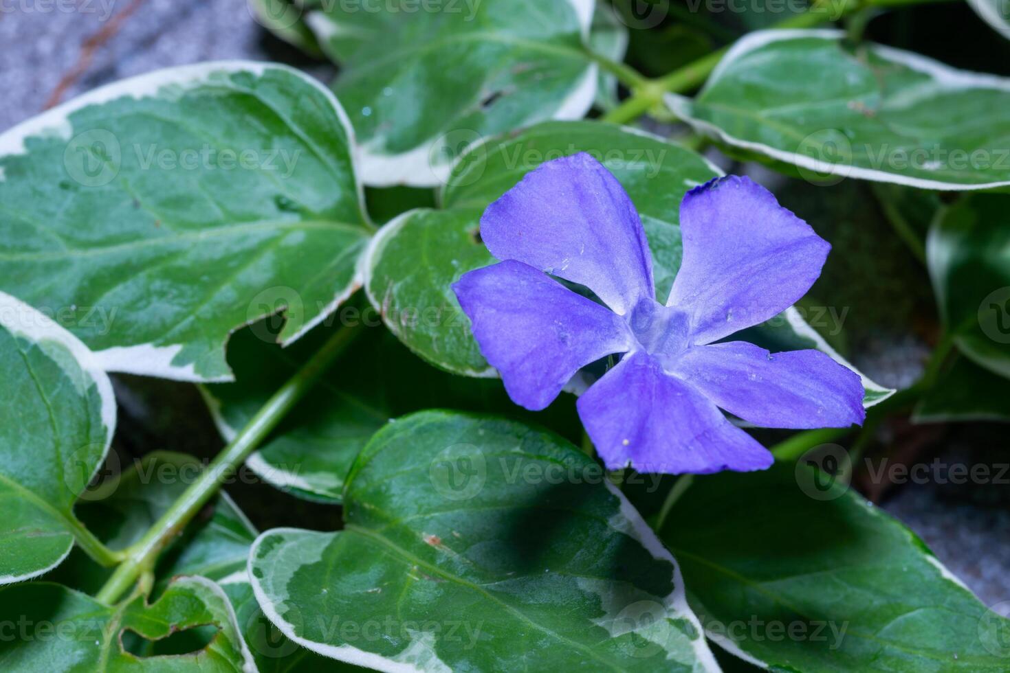 Vinca, creeping semi-shrub blooming with blue flowers photo