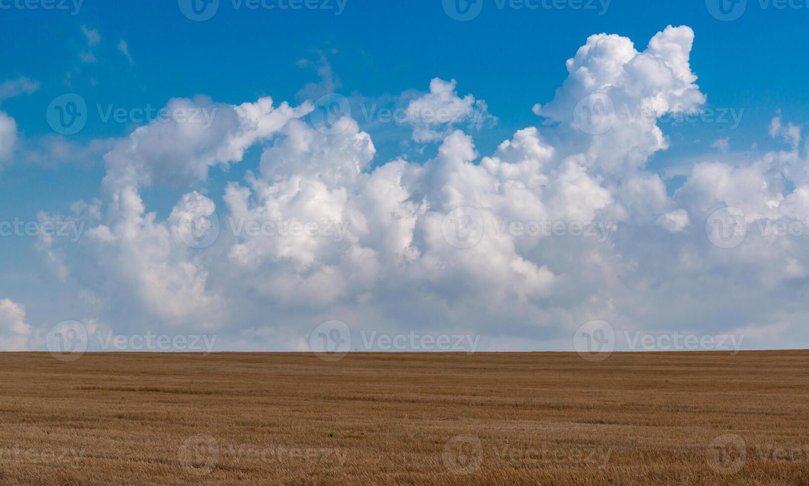 Natural landscape, White cumulus clouds over a wheat field, Ukraine photo