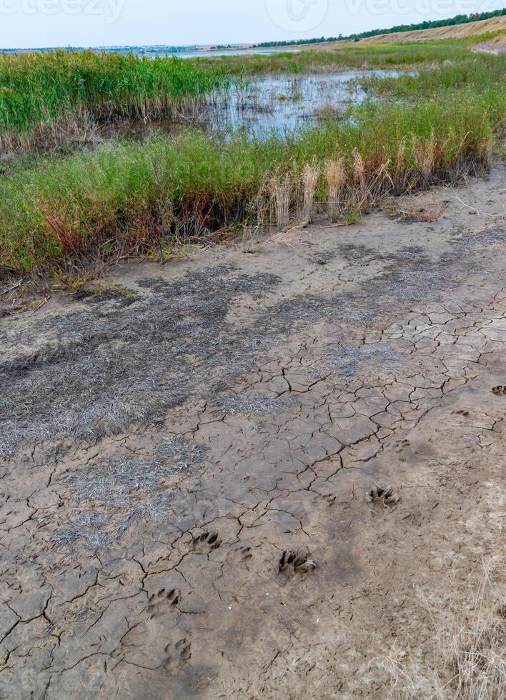 Blooming steppe coastal vegetation and cracked clay near coastal puddles on the bank of the Tiligul Estuary photo