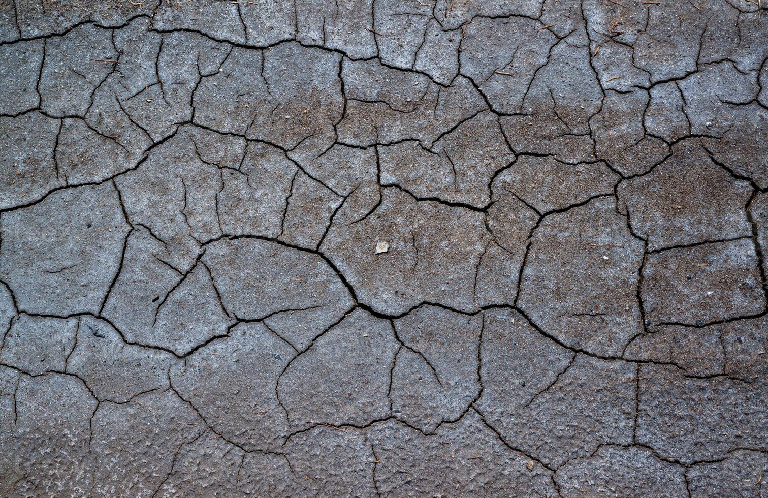 Dry cracked green with traces of white salt on the shore of a natural reservoir, Ukraine. photo