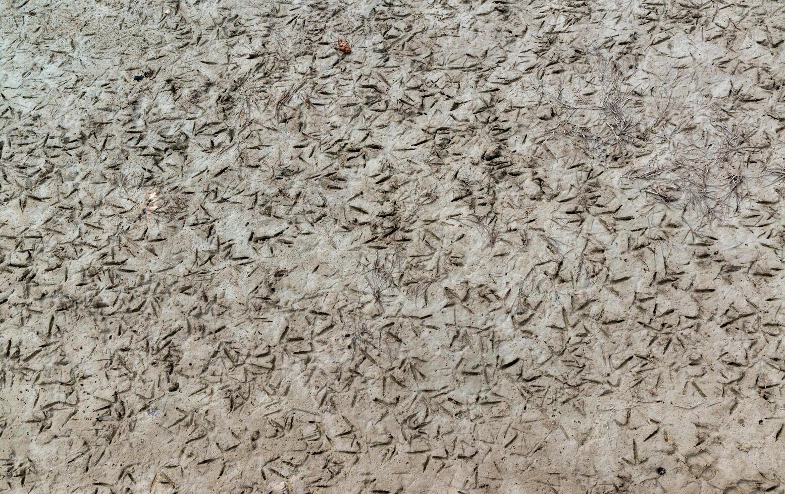 Traces of near-water birds on the muddy shore at low tide in the Tiligul Estuary photo