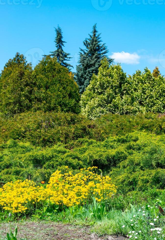 Flower bed with different types of plants against the background of coniferous trees in spring in a botanical garden photo
