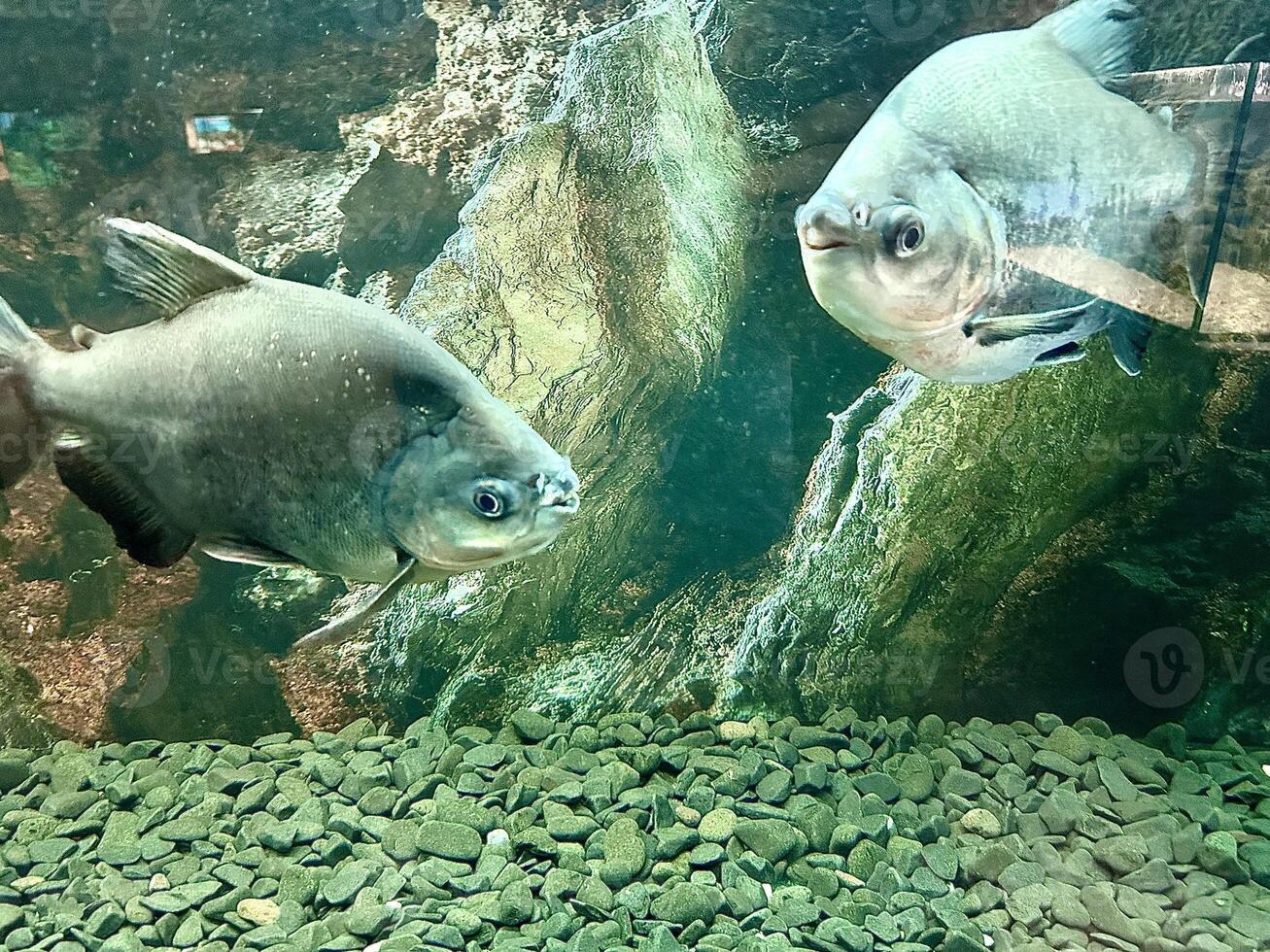 Black paku in the aquarium photo