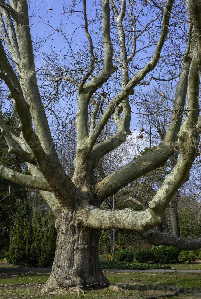 200 year old plane tree in a public garden in early spring, Ukraine photo