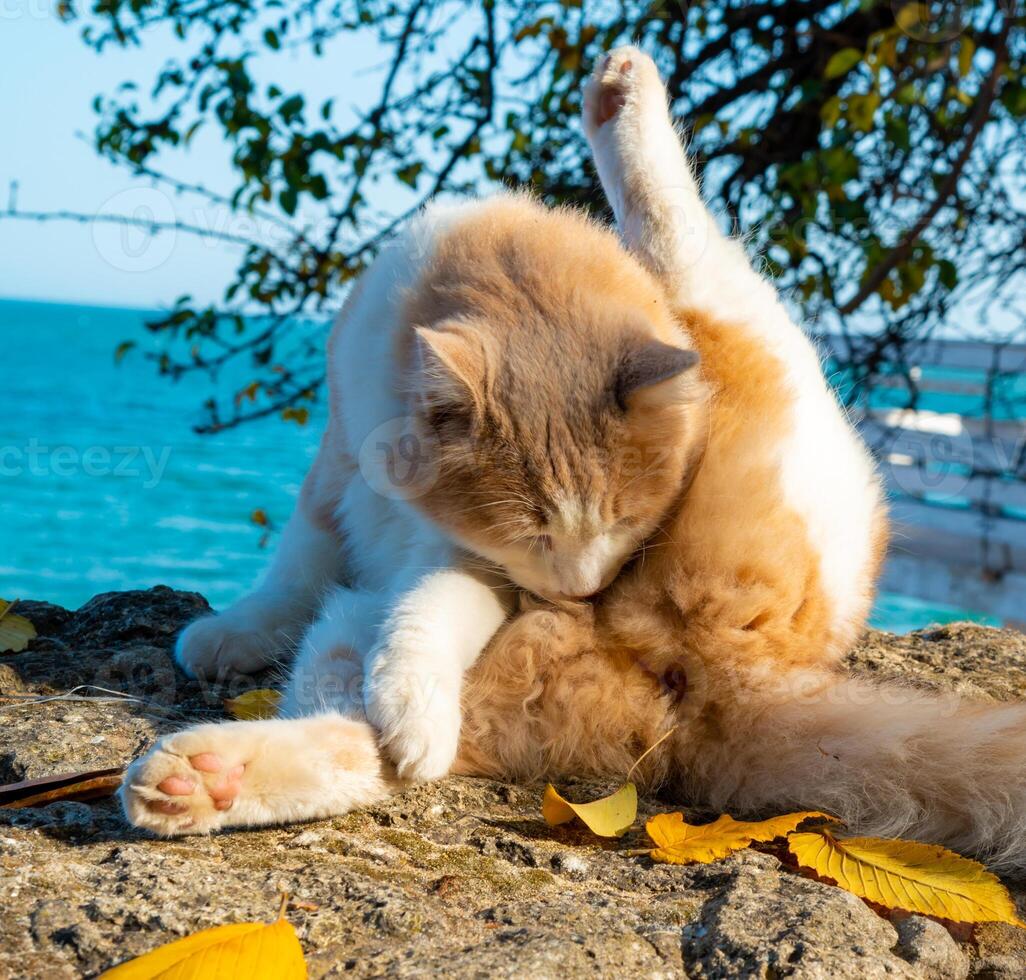 A domestic ginger cat with a white neck and white paws licks its fur in the sun during photo
