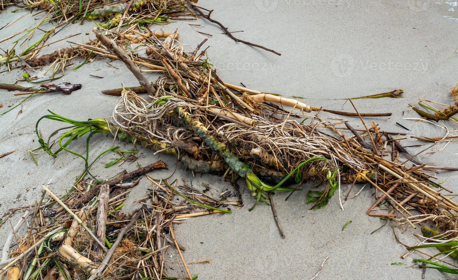Consequences of the Accident at the Kakhovka power plant, pollution of the beaches of Odessa with garbage and plant remains brought by water photo