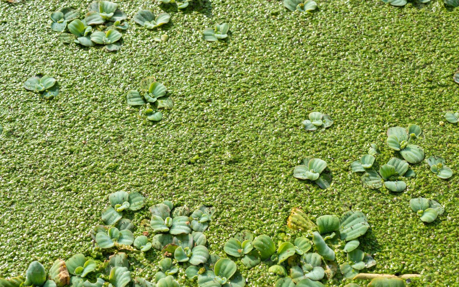 Tropical Pistia in a lake completely overgrown with duckweed and Wolffia in Odessa photo