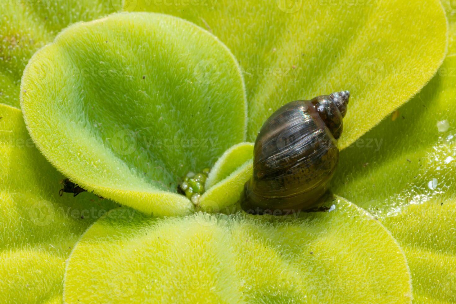 Invasive species Gastropods Physa acuta in a lake on a leaf of the invader Pistia photo