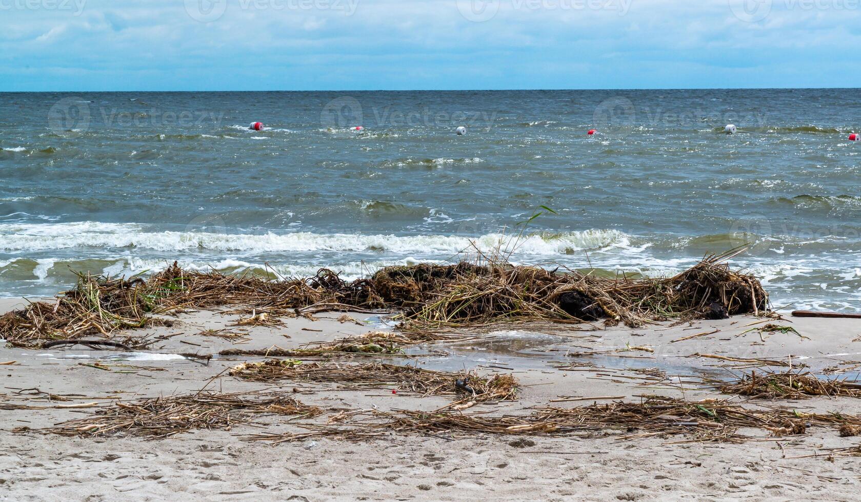 Consequences of the Accident at the Kakhovka power plant, pollution of the beaches of Odessa with garbage and plant remains brought by water photo