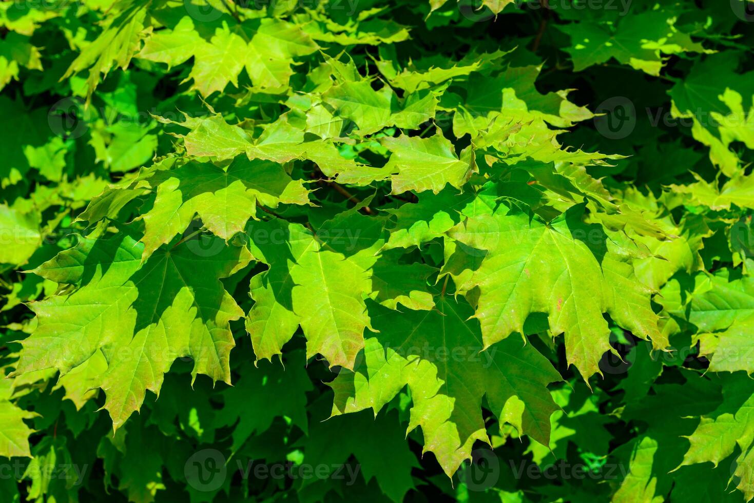 Norway maple - Acer platanoides, young green foliage of a tree in the spring sun photo